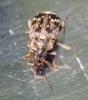 Bruchus sp.